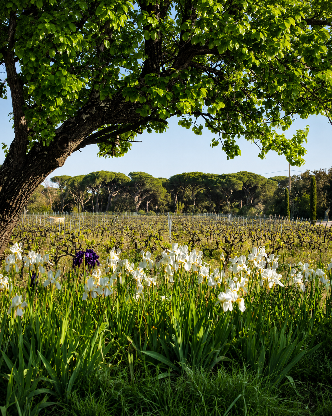 Saint-Tropez - "Table & Terroir"