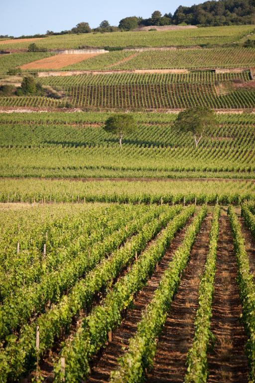 Chateau Armand Heitz - "Table & Terroir" - Hotel Package 1