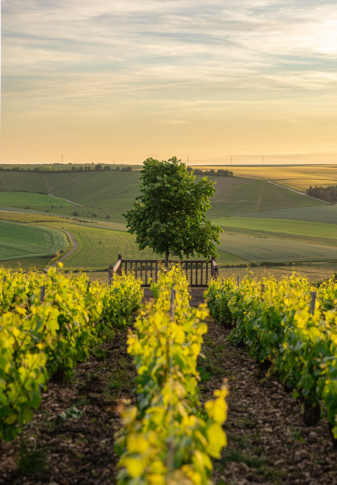 Champagne Edouard Duval - "Table & Terroir"