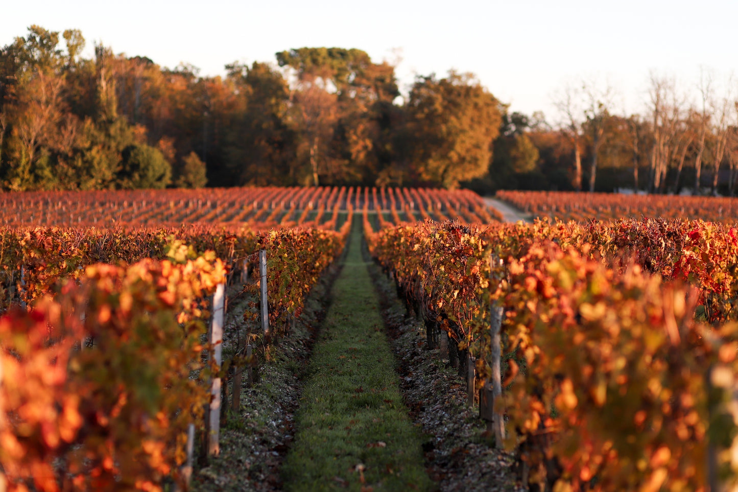 Château Smith Haut Lafitte - "Table & Terroir"