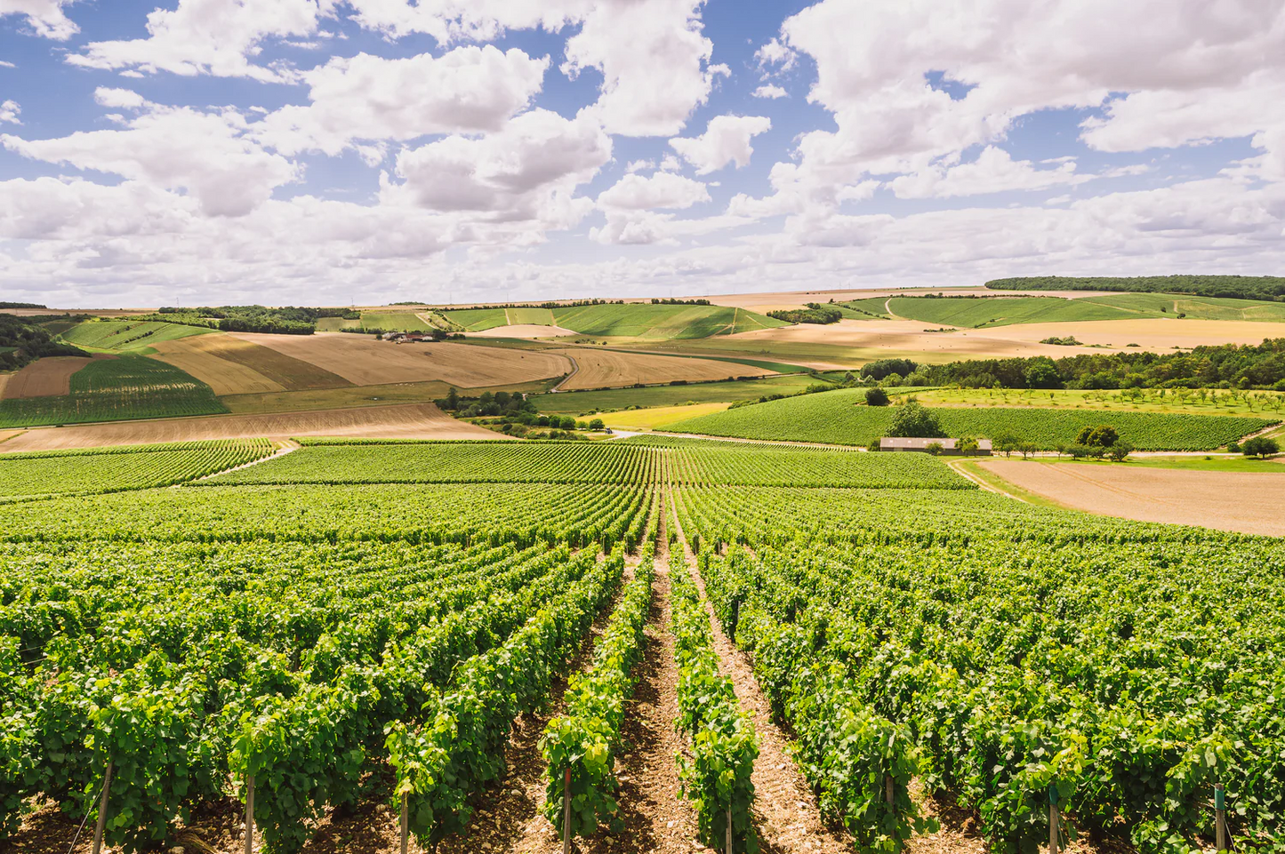 Champagne Edouard Duval - "Table & Terroir"