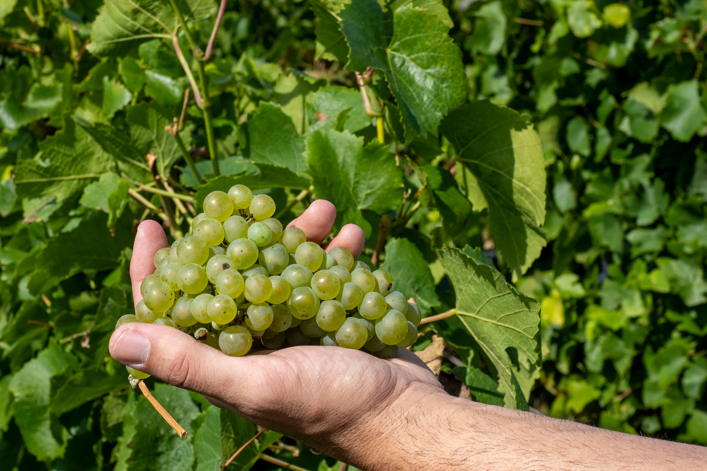 Champagne Edouard Duval - "Table & Terroir"