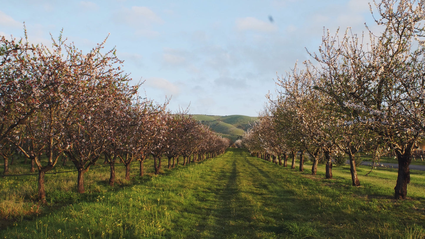 Papershell Almond Farm